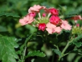 DSC_0182-536x800
