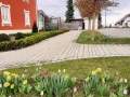 Tulpenbluete