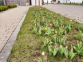 Tulpenbluete1